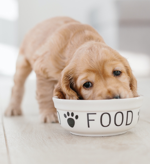 Hund Futterschale Extrusionstechnik
